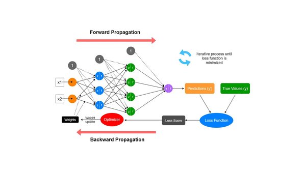 Backpropagation allows multi-layer networks to learn by adjusting weights via error gradients.